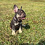 dog, french_bulldog, puppy, grass, outdoor, sunlight, pet, animal, tongue_out, ears_up, collar, happy, nature, field, young_dog, canine, playful, summer, cute, sitting