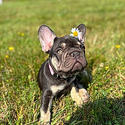 Aby participe au concours pour gagner de l'argent avec cette photo : dog, puppy, french_bulldog, flower, daisy, grass, outdoor, sunlight, pet, animal, collar, nature, cute, young, ears, snout, muzzle, paw, summer, greenery