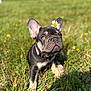 dog, puppy, french_bulldog, flower, daisy, grass, outdoor, sunlight, pet, animal, collar, nature, cute, young, ears, snout, muzzle, paw, summer, greenery