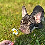 dog, french_bulldog, puppy, flower, daisy, grass, outdoor, hand, nail_polish, curious, pet, nature, greenery, close_up, young_animal, animal_face, ears, snout, cute, sunlight