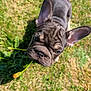 dog, french_bulldog, puppy, grass, flower, outdoor, pet, animal, cute, ears, mouth, nose, sunlight, green, nature, playful, young, looking_up, adorable, small