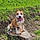 Stann