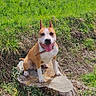 animal, canine, cloudy_sky, collar, dog, ears_up, field, grass, greenery, happy, nature, outdoor, park, pet, sitting, smile, summer, sunlight, tongue_out, tree_stump