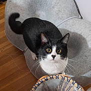 Beetlejuice is registered to the contest to win money with this photo: cat, tuxedo_cat, pet, whiskers, yellow_eyes, chair, pet_bed, wood_floor, indoor, curious, looking_up, furniture, tail, black_and_white, close_up, portrait, soft_texture, string, basket, home