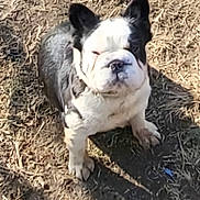 Disney is registered to the contest to win money with this photo: animal, canine, cute, daylight, dirt, dog, ears_up, french_bulldog, fur, grass, muzzle, nature, one_eye_closed, outdoor, pet, shadow, small_dog, standing, sunlight, wrinkled_face