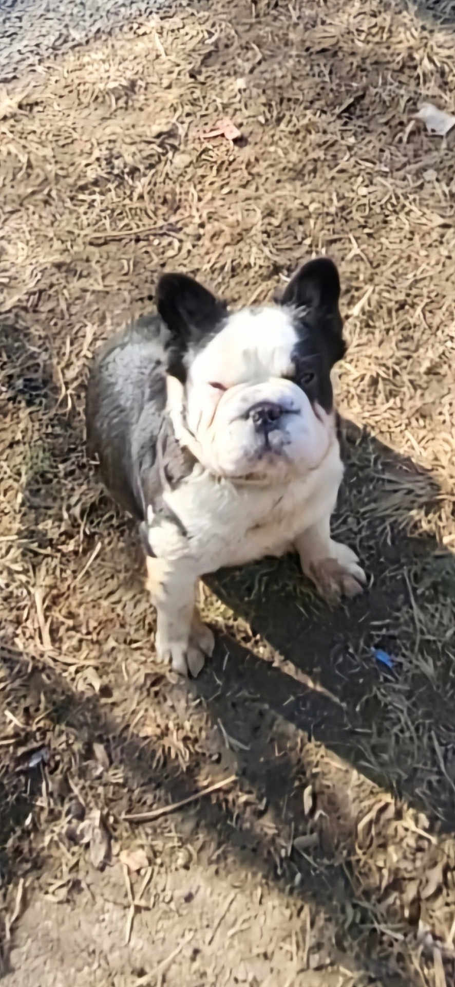 Disney is registered to the contest to win money with this photo: animal, canine, cute, daylight, dirt, dog, ears_up, french_bulldog, fur, grass, muzzle, nature, one_eye_closed, outdoor, pet, shadow, small_dog, standing, sunlight, wrinkled_face