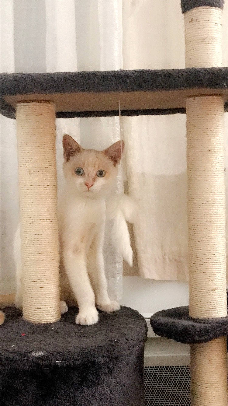 Loco participe au concours pour gagner de l'argent avec cette photo : aegean_cat, carnivore, cat, cat_furniture, domestic_short_haired_cat, fawn, felidae, kitten, mammal, ojos_azules, polydactyl_cat, ragdoll, small_to_medium_sized_cats, tail, turkish_angora, turkish_van, whiskers