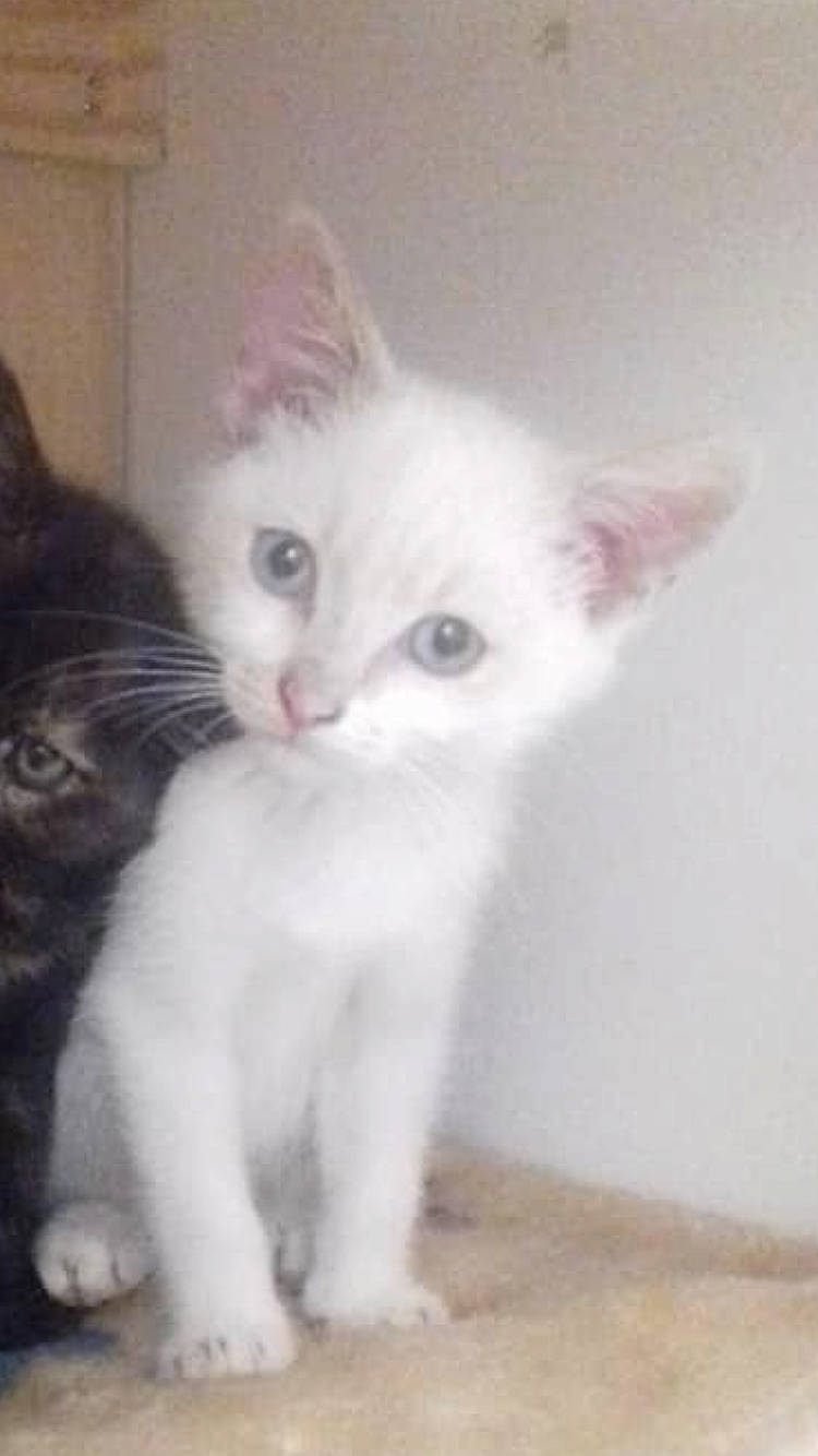 Loco participe au concours pour gagner de l'argent avec cette photo : aegean_cat, american_curl, carnivore, cat, cymric, domestic_long_haired_cat, domestic_short_haired_cat, eye, felidae, khao_manee, kitten, mammal, ojos_azules, polydactyl_cat, ragdoll, small_to_medium_sized_cats, turkish_angora, turkish_van, vertebrate, whiskers