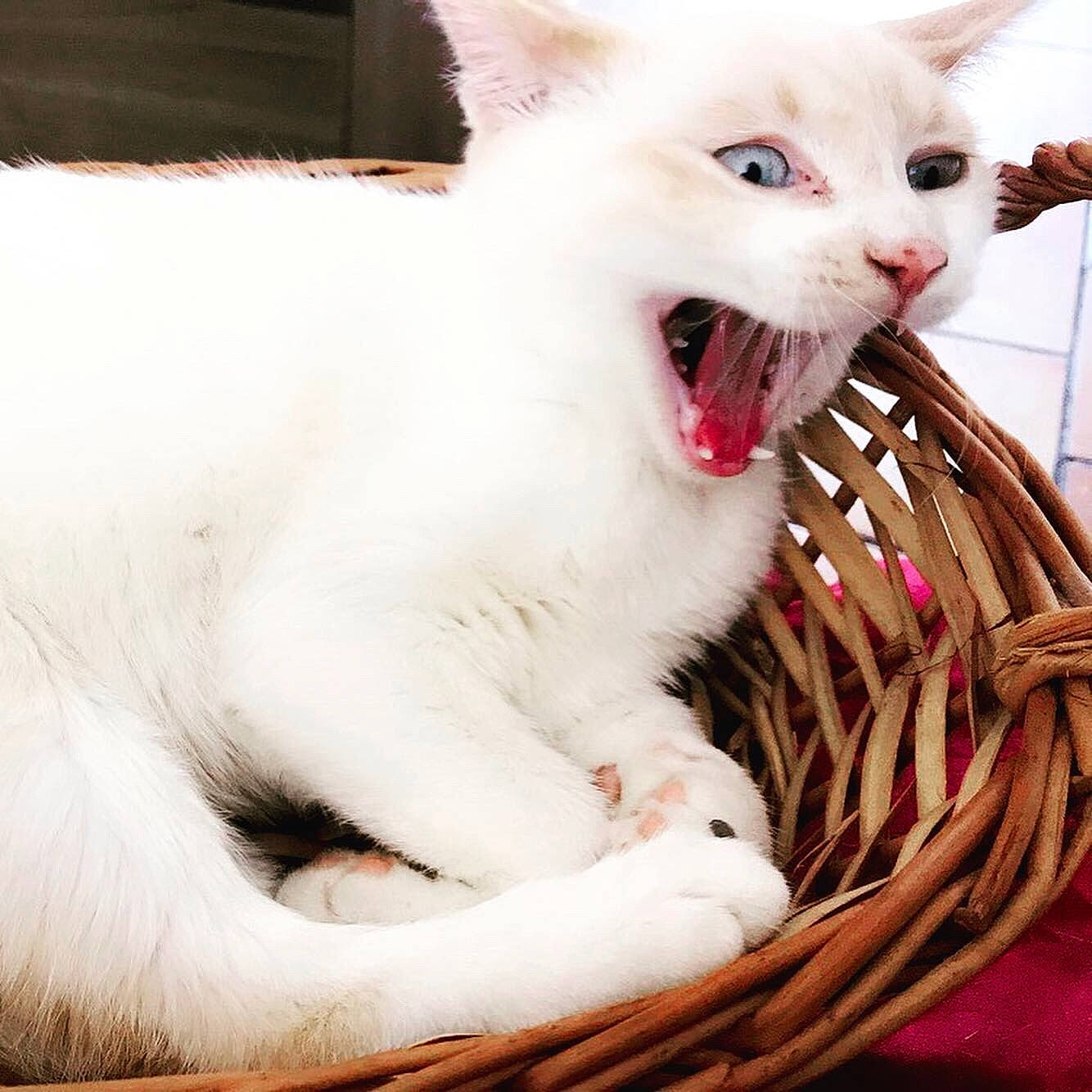 Loco a rejoint le concours — aidez-le/la à gagner de superbes lots ! aegean_cat, asian, burmilla, carnivore, cat, eye, facial_expression, felidae, fur, khao_manee, kitten, mammal, mouth, nose, organ, small_to_medium_sized_cats, turkish_angora, turkish_van, whiskers, yawn