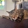 Simba participe au concours pour gagner de l'argent avec cette photo : cat, tabby_cat, sleeping, indoor, couch, furniture, pet, relaxation, whiskers, close_up, fur, domestic_animal, resting, animal, cozy, paw, blurred_background, peaceful, soft_light, home