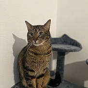 Simba a rejoint le concours — aidez-le/la à gagner de superbes lots ! cat, tabby, pet, indoor, feline, animal, cat_tree, gray, sitting, whiskers, ears, green_eyes, shadow, fur, domestic_cat, quiet, posing, companion, resting, household