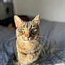Simba participe au concours pour gagner de l'argent avec cette photo : cat, tabby, indoor, bed, sunlight, green_eyes, pet, feline, animal, whiskers, ears, fur, portrait, cozy, domestic, cute, closeup, focus, blurred_background, sitting