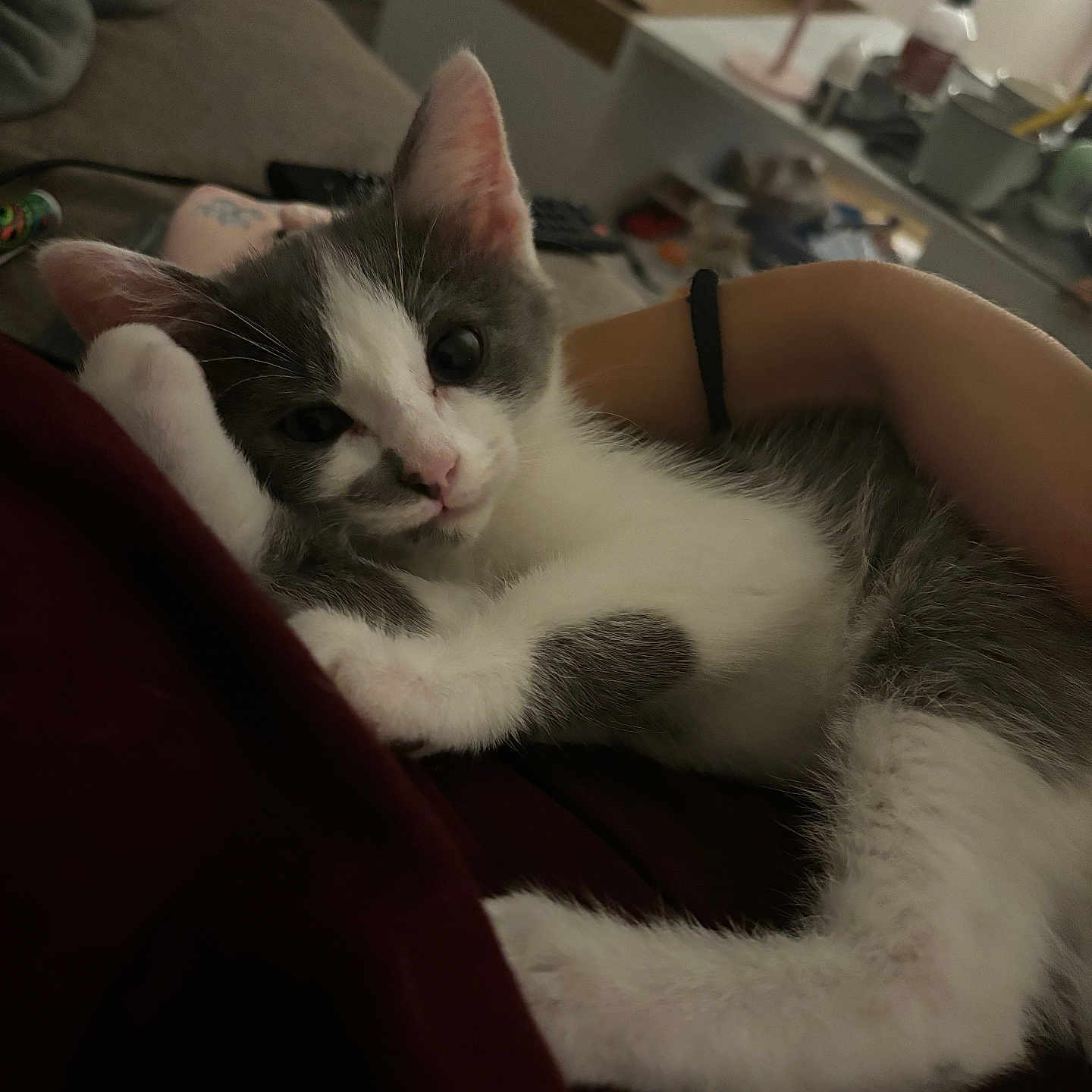 Maya participe au concours pour gagner de l'argent avec cette photo : abyssinian, animal, architecture, armchair, building, cat, chair, couch, cup, furniture, hardwood, indoors, kitten, livingroom, manx, person, pet, room, siamese, wood