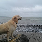 Charlie joined the competition — help win amazing prizes! dog, golden_retriever, beach, rock, sea, water, waves, cloudy_sky, wet_fur, collar, sand, shore, outdoor, animal, pet, nature, landscape, canine, profile, overcast