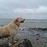 dog, golden_retriever, beach, rock, sea, water, waves, cloudy_sky, wet_fur, collar, sand, shore, outdoor, animal, pet, nature, landscape, canine, profile, overcast