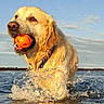 Charlie is registered to the contest to win money with this photo: dog, golden_retriever, water, ball, playing, wet, sunset, outdoor, fetch, happy, animal, canine, lake, splash, nature, pet, summer, active, fun, collar