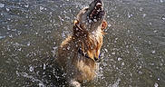 Charlie joined the competition — help win amazing prizes! dog, golden_retriever, water, splash, lake, outdoor, animal, pet, playful, jumping, wet, nature, summer, canine, mouth_open, water_droplets, shoreline, daytime, sky, fun