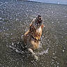 dog, golden_retriever, water, splash, lake, outdoor, animal, pet, playful, jumping, wet, nature, summer, canine, mouth_open, water_droplets, shoreline, daytime, sky, fun