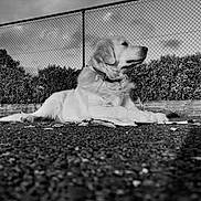 Charlie joined the competition — help win amazing prizes! animal, black_and_white, bushes, calm, canine, chain_link_fence, collar, daylight, dog, fence, golden_retriever, grass, ground, lying_down, nature, outdoor, pet, portrait, relaxation, side_view