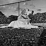 Charlie joined the competition — help win amazing prizes! dog, golden_retriever, black_and_white, outdoor, fence, chain_link_fence, bushes, grass, pet, animal, canine, lying_down, calm, side_view, ground, nature, daylight, collar, portrait, relaxation