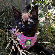 Willow joined the competition — help win amazing prizes! black_cat, kitten, pink_harness, grass, outdoor, nature, curious, shadow, eyes, pet, animal, young, exploring, sunlight, closeup, feline, wildlife, plant, greenery, small