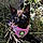 Willow