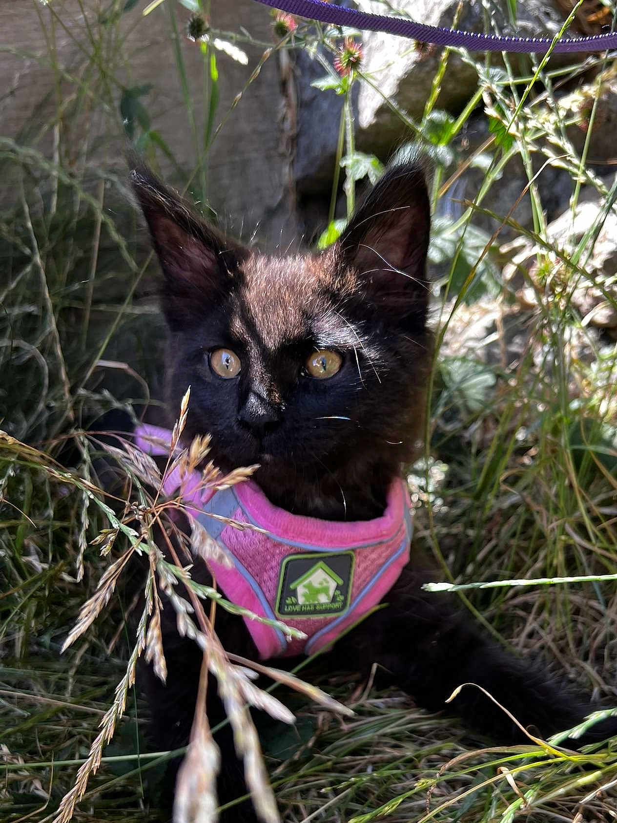 Willow joined the competition — help win amazing prizes! black_cat, kitten, pink_harness, grass, outdoor, nature, curious, shadow, eyes, pet, animal, young, exploring, sunlight, closeup, feline, wildlife, plant, greenery, small