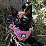 Opal is registered to the contest to win money with this photo: black_cat, kitten, pink_harness, grass, outdoor, nature, curious, shadow, eyes, pet, animal, young, exploring, sunlight, closeup, feline, wildlife, plant, greenery, small