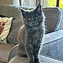Opal joined the competition — help win amazing prizes! kitten, gray_fur, cat, pet, indoor, couch, cushion, pillow, highland_cow_pillow, window, sunlight, living_room, curious, sitting, furniture, cozy, soft_texture, animal, feline, cute