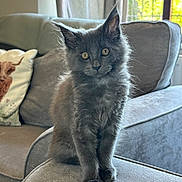Opal is registered to the contest to win money with this photo: kitten, gray_fur, cat, pet, indoor, couch, cushion, pillow, highland_cow_pillow, window, sunlight, living_room, curious, sitting, furniture, cozy, soft_texture, animal, feline, cute
