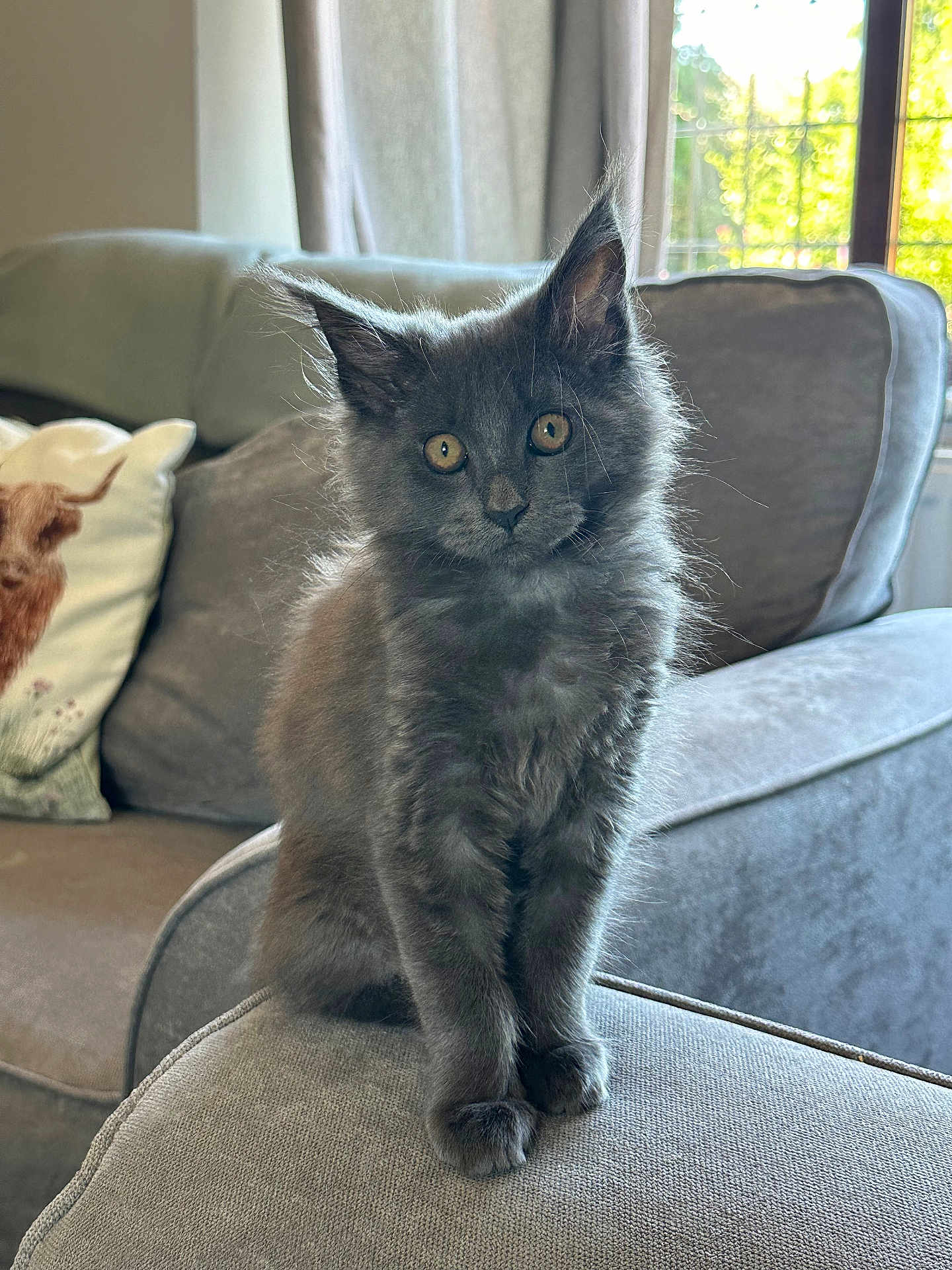 Opal is registered to the contest to win money with this photo: kitten, gray_fur, cat, pet, indoor, couch, cushion, pillow, highland_cow_pillow, window, sunlight, living_room, curious, sitting, furniture, cozy, soft_texture, animal, feline, cute