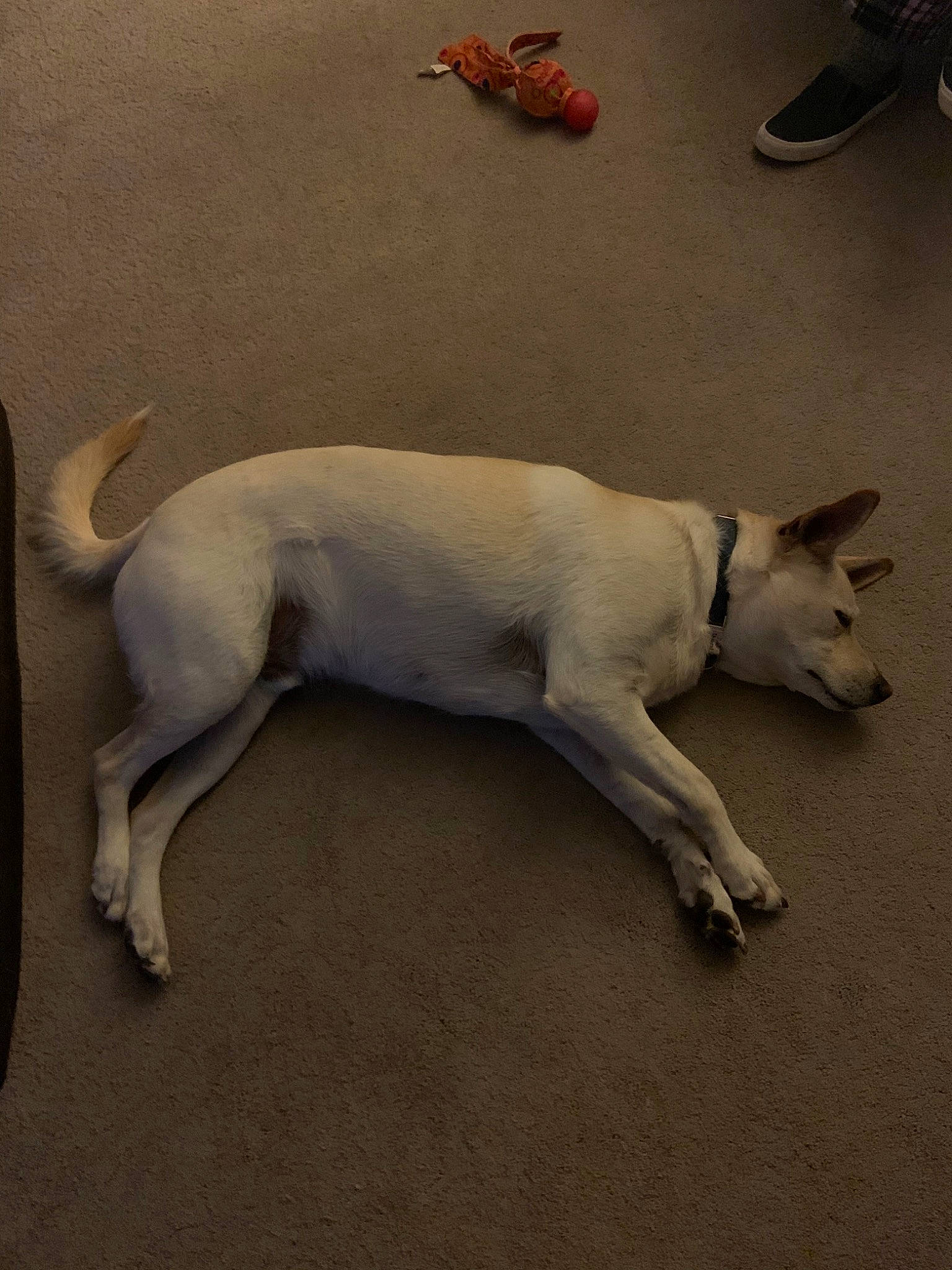 Dougal Mcdougal joined the competition — help win amazing prizes! aspin, canidae, carnivore, dog, dog_breed, fawn, mammal, non_sporting_group, snout, sporting_group, street_dog, tail, white_shepherd