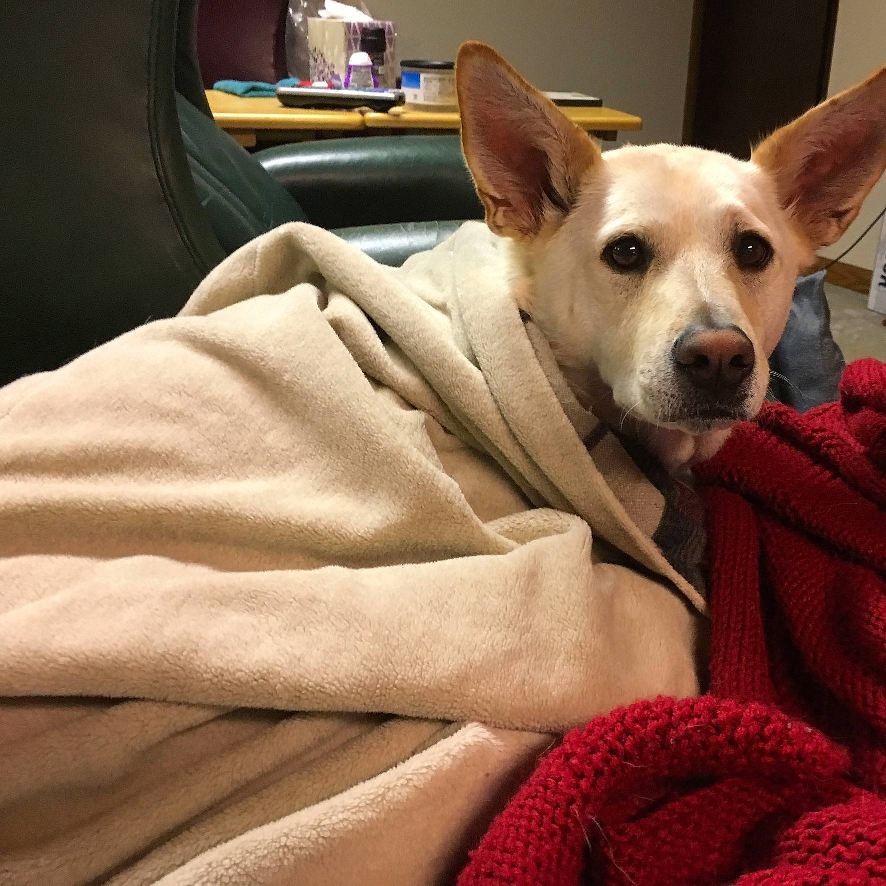 Dougal Mcdougal is registered to the contest to win money with this photo: canidae, carnivore, carolina_dog, companion_dog, corgi_chihuahua, dog, dog_breed, ear, fawn, ibizan_hound, mammal, pariah_dog, rat_terrier, snout, vertebrate, whiskers