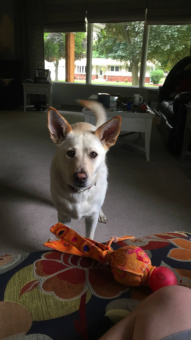 Dougal Mcdougal joined the competition — help win amazing prizes! canidae, carnivore, carolina_dog, dog, dog_breed, fawn, mammal, rare_breed_dog, vertebrate, white_shepherd