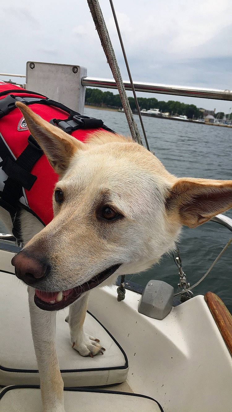 Dougal Mcdougal joined the competition — help win amazing prizes! canidae, carnivore, carolina_dog, dog, dog_breed, mammal, snout, sporting_group, vehicle