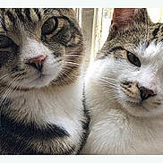Tiger Stripes Baby joined the competition — help win amazing prizes! cat, tabby_cat, close_up, pet, feline, whiskers, fur, face, animal, cute, companion, indoors, window_light, two_cats, snuggle, friendship, curious, soft, domestic_cat, mammal