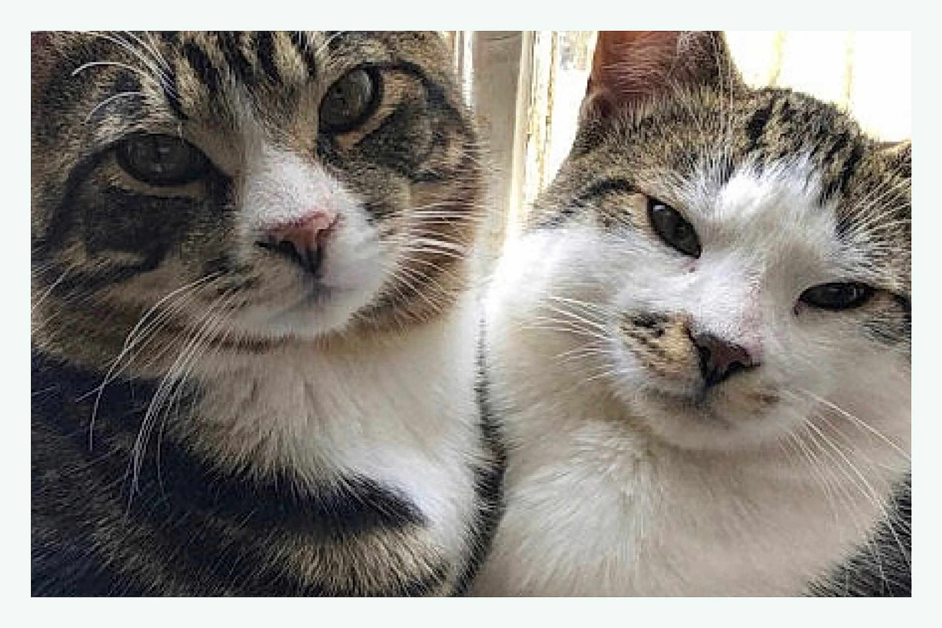 Tiger Stripes Baby joined the competition — help win amazing prizes! cat, tabby_cat, close_up, pet, feline, whiskers, fur, face, animal, cute, companion, indoors, window_light, two_cats, snuggle, friendship, curious, soft, domestic_cat, mammal