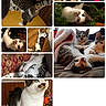 cat, tabby, white, collage, multiple_cats, indoor, wooden_floor, holiday_decor, cozy, playful, curious, pets, feline, resting, couch, blanket, close_up, kitten, animal, cute