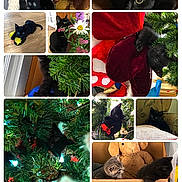 Peeps Luna participe au concours pour gagner de l'argent avec cette photo : animal, black_cat, blanket, box, cat_toy, christmas_tree, closeup, couch, cozy, curious, flower, furniture, holiday, indoor, kitten, pet, plant, playful, stuffed_animal, toy