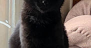 Peeps Luna is registered to the contest to win money with this photo: animal, black_cat, cat, cozy, curious, cushion, cute, domestic_cat, eyes, fur, furniture, home, indoor, mammal, natural_light, pet, quilt, sitting, window, wood_paneling