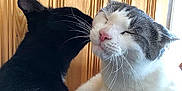 Peeps Luna is registered to the contest to win money with this photo: cat, black_cat, white_cat, affection, feline, pets, whiskers, indoor, close_up, cute, cozy, wood_paneling, fur, animal, companionship, face, snuggling, relaxed, adorable, domestic