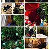 black_cat, cat, kitten, stuffed_animal, christmas_tree, plant, indoor, pet, toy, box, flower, curious, cozy, furniture, animal, playful, closeup, sleeping, resting, home