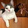 Peeps Luna is registered to the contest to win money with this photo: cat, green_eyes, white_fur, gray_fur, wooden_surface, teddy_bear, stuffed_animal, indoor, pet, curious, close_up, face, ears, whiskers, furniture, cozy, brown, soft_toy, animal, portrait