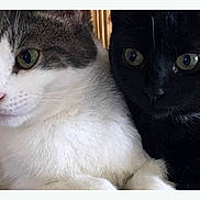 Peeps Luna joined the competition — help win amazing prizes! cat, white_cat, black_cat, pets, animal, feline, close_up, two_animals, cute, fur, whiskers, eyes, companionship, indoors, domestic_animal, friendship, portrait, snuggle, curious, soft_texture