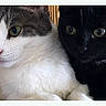 Peeps Luna joined the competition — help win amazing prizes! animal, black_cat, cat, close_up, companionship, curious, cute, domestic_animal, eyes, feline, friendship, fur, indoors, pets, portrait, snuggle, soft_texture, two_animals, whiskers, white_cat