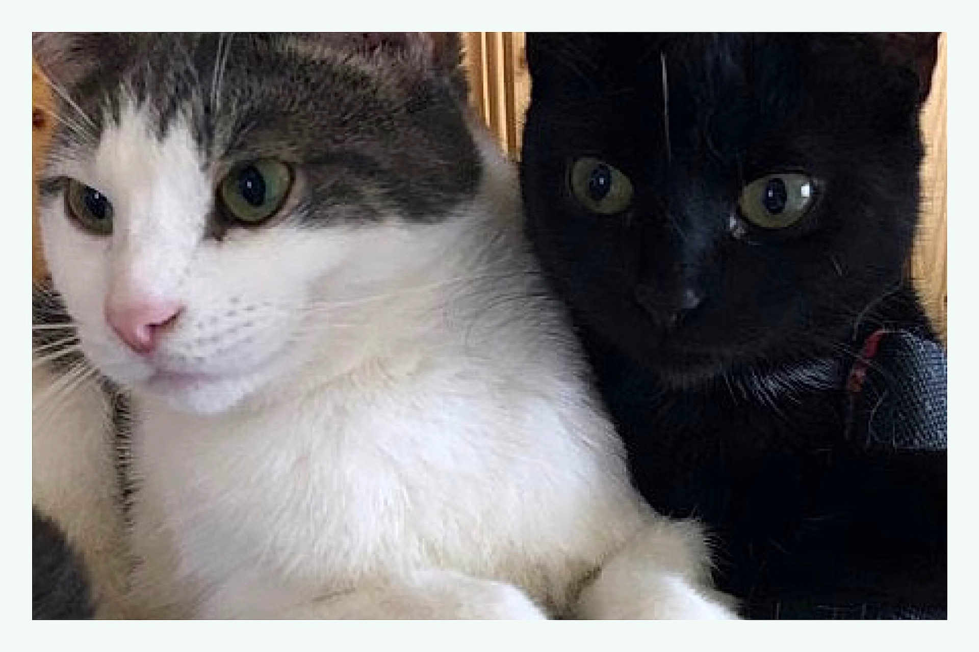 Peeps Luna joined the competition — help win amazing prizes! cat, white_cat, black_cat, pets, animal, feline, close_up, two_animals, cute, fur, whiskers, eyes, companionship, indoors, domestic_animal, friendship, portrait, snuggle, curious, soft_texture