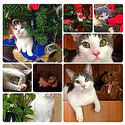 Peeps Luna joined the competition — help win amazing prizes! candy_cane, cat, christmas_tree, collage, curious, cute, decorations, fur, greenery, indoor, kitten, pets, plant, playful, relaxing, sleeping, teddy_bear, toy, whiskers, wooden_background