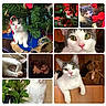 cat, kitten, christmas_tree, candy_cane, teddy_bear, plant, indoor, pets, cute, playful, relaxing, fur, whiskers, greenery, decorations, collage, wooden_background, toy, sleeping, curious