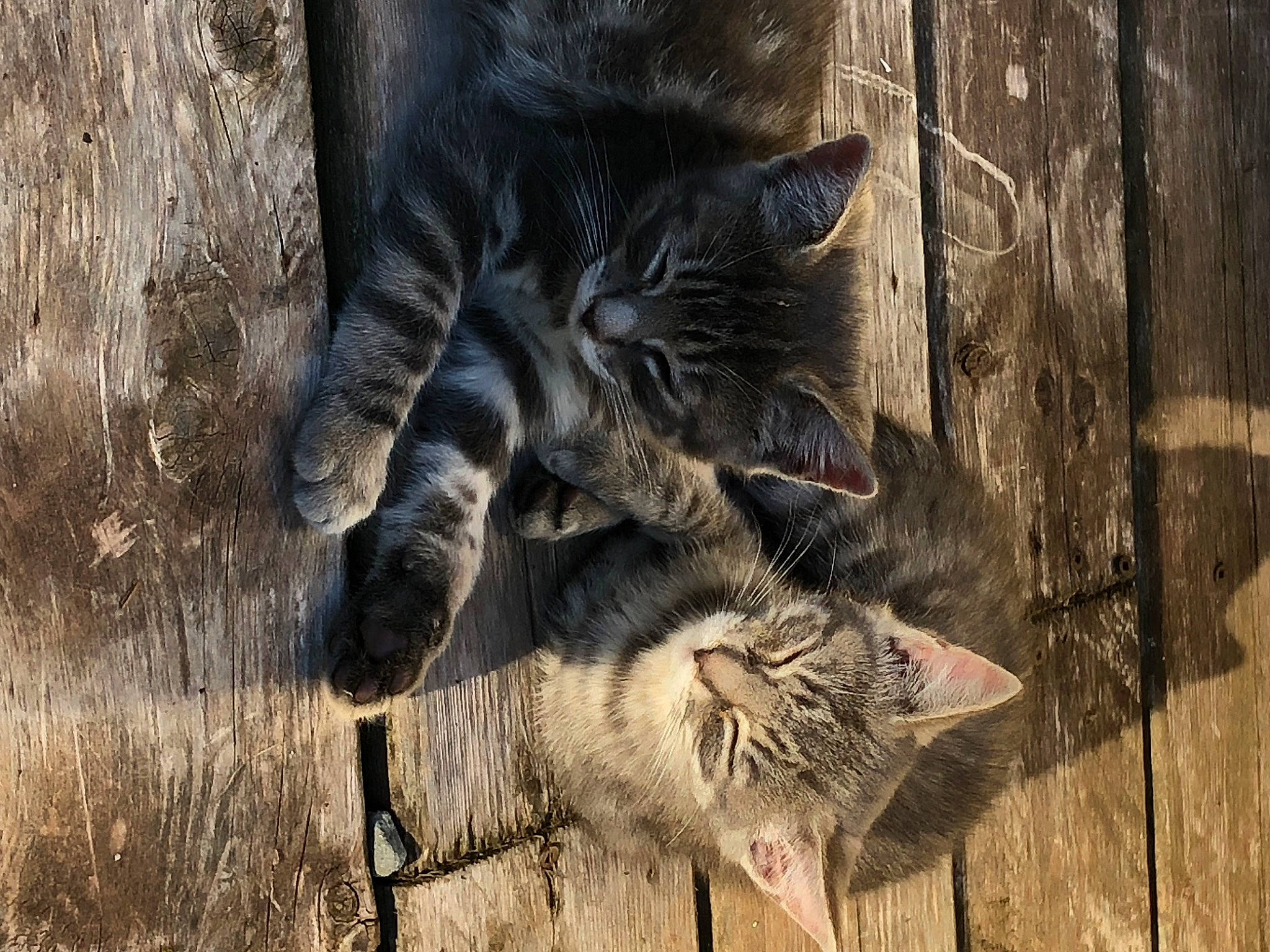 Tigger Tiger a rejoint le concours — aidez-le/la à gagner de superbes lots ! carnivore, cat, domestic_short_haired_cat, fawn, felidae, fur, grass, grey, human_leg, paw, small_to_medium_sized_cats, snout, tail, terrestrial_animal, tree, trunk, twig, whiskers, wildlife, wood