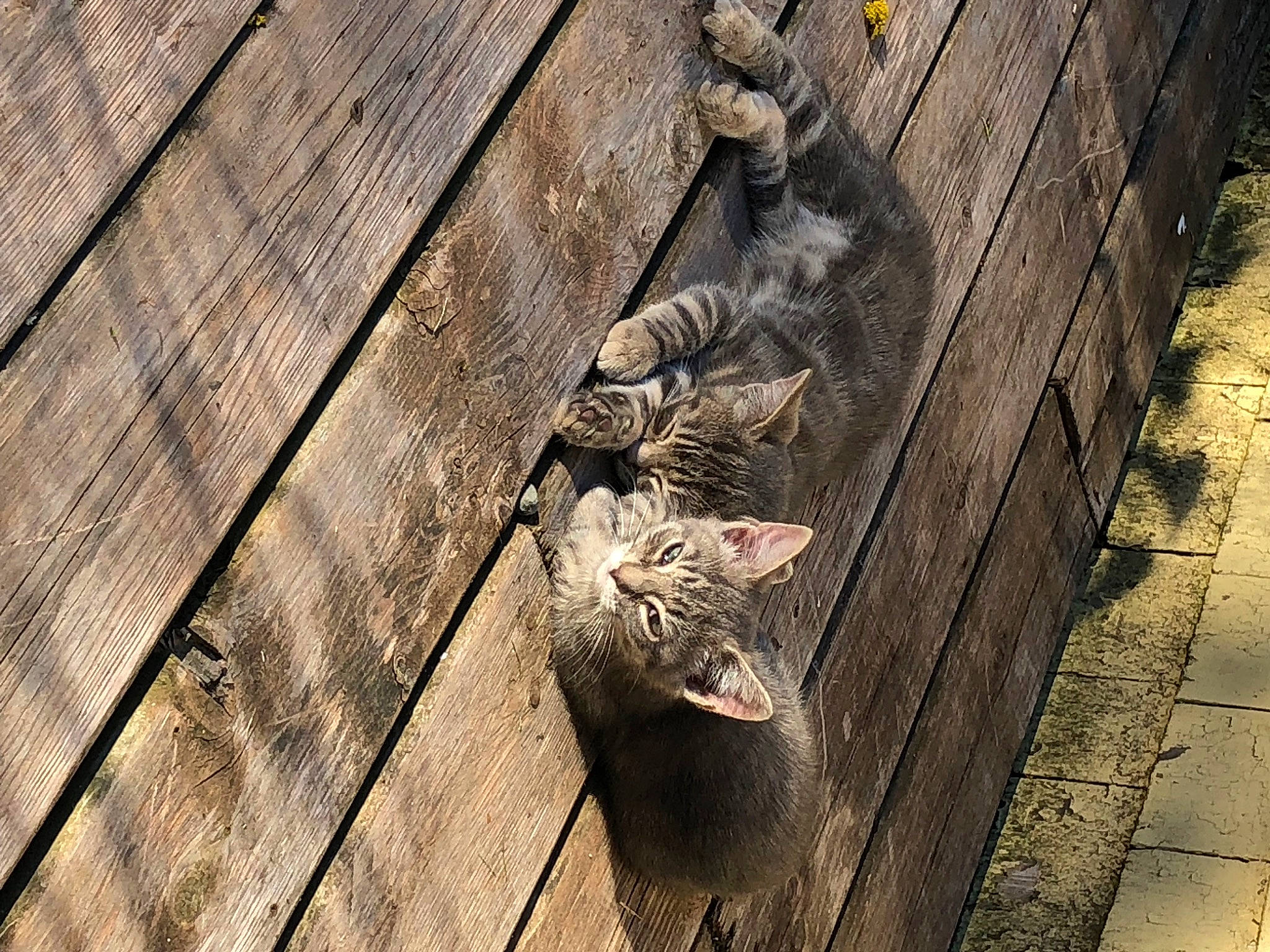 Tigger Tiger participe au concours pour gagner de l'argent avec cette photo : carnivore, cat, domestic_short_haired_cat, fawn, felidae, floor, flooring, grey, hardwood, leg, plank, plant, small_to_medium_sized_cats, snout, tail, tree, trunk, whiskers, wood, wood_stain
